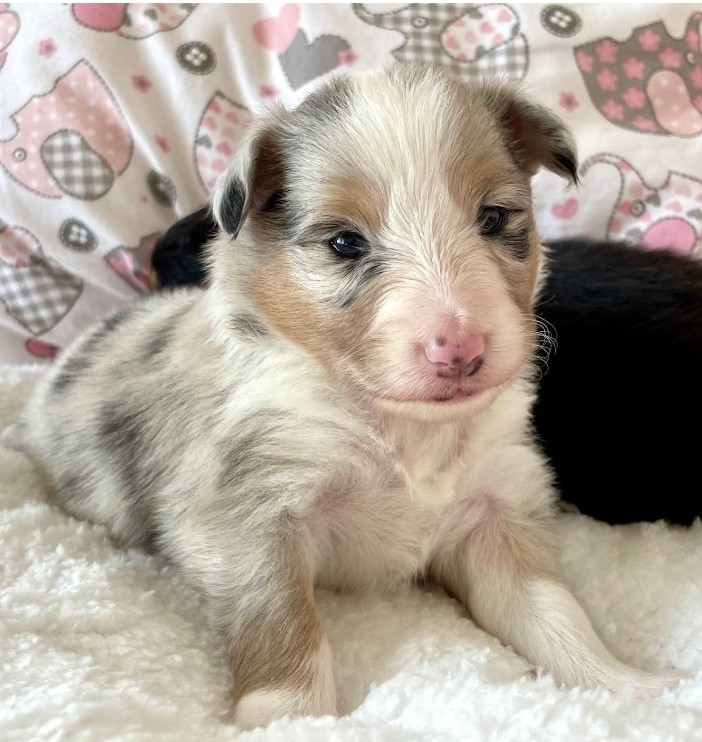 Floriane Lecomte - Chiots disponibles - Shetland Sheepdog