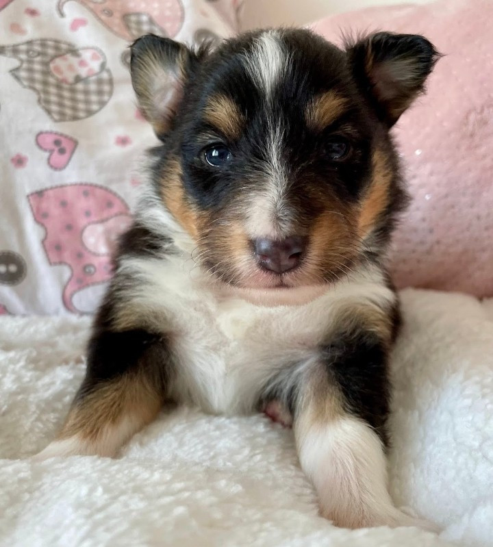 Floriane Lecomte - Chiots disponibles - Shetland Sheepdog