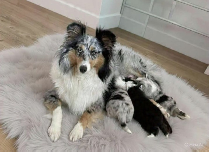 Chiot Shetland Sheepdog Floriane Lecomte